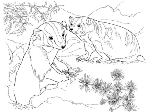 American Badgers In Garden Coloring Page